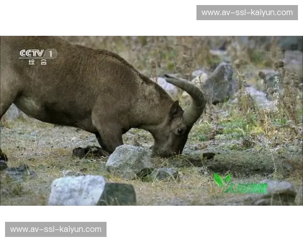 云端之上的生死较量：玻利维亚vs秘鲁，安第斯山脉的呼吸与荣耀